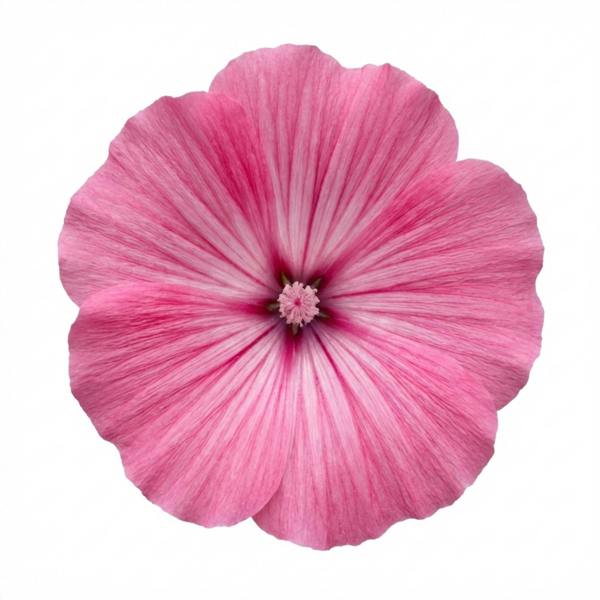 Lavatera Bredon Springs - 2L Pot The Rose Press Garden