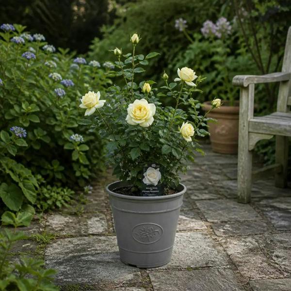 3L Silver Anniversary Cream Rose Bush - Beautiful Flowering Plant Gift