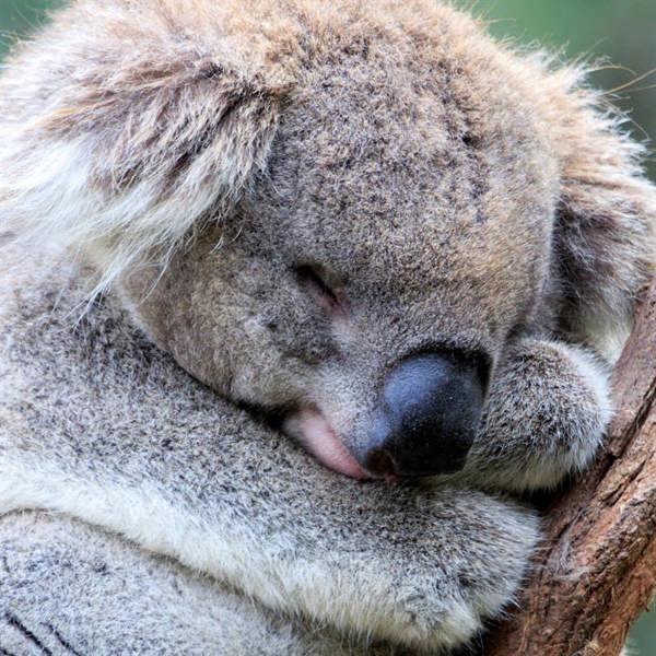 Koalas Calendar 2027, Wall Calendars, Month To View, Animals, Gift