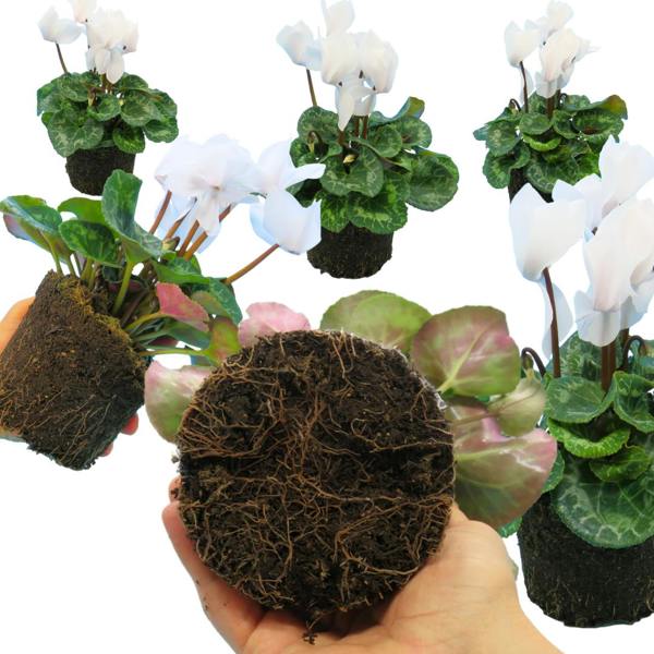Cyclamen Flame White 1Ltr Pot Pack of 3 & 6 Flowering Plants Plants By Post