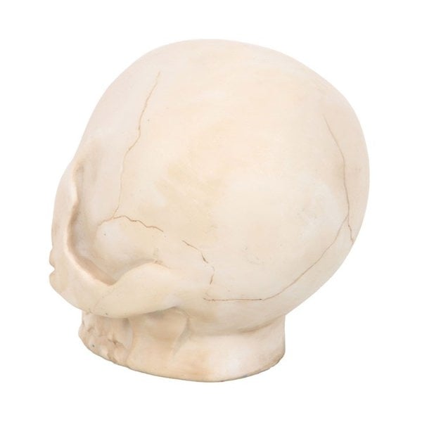 Serano Skull Ornament with Snake