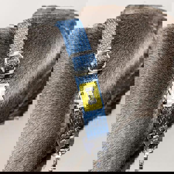 Built New York BUILT PET Large NightSafe™ Reflective Collar - Blue