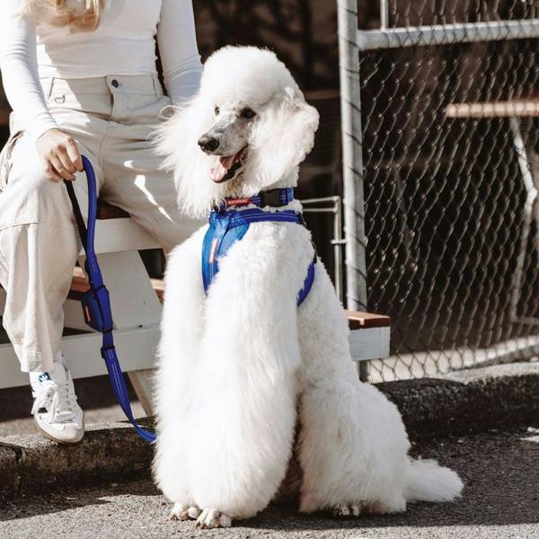 EzyDog Essential Chest Plate Dog Harness in Blue