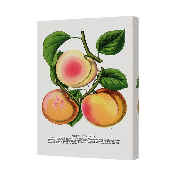 Benjamin Tate Design Russian Apricots Botanical Canvas Wall Art Print UK Handmade