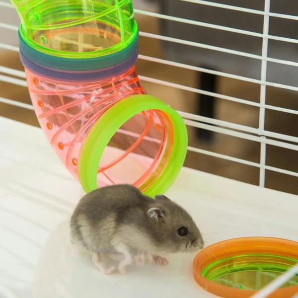 Gray hamster near a clear plastic tunnel piece inside a light blue wire hamster cage.