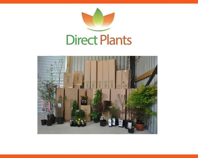 Direct Plants Pyrus Chanticleer Ornamental Pear Tree 5-6ft Supplied in a 7.5 Litre Pot