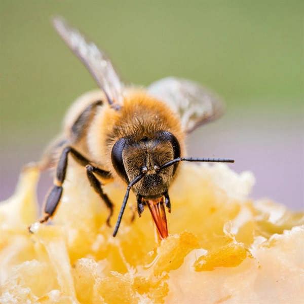 Bees Calendar 2027, Wall Calendars, Month To View, Animals, Gift