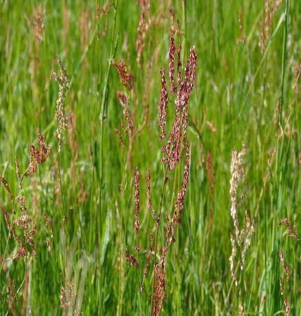 field sorrel seeds