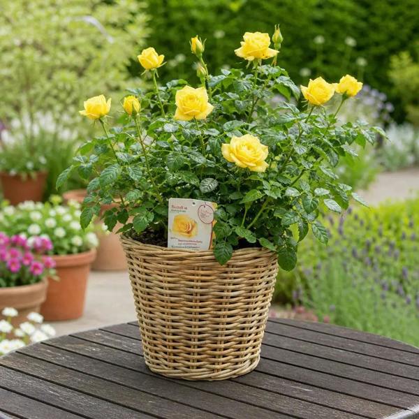 5L Rose Anniversary Wishes Yellow Rose Bush - Beautiful Flowering Garden Plant