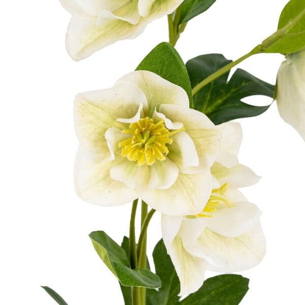 Wyld Haus Set of 3 Artificial Flowers White Hellebore Stems