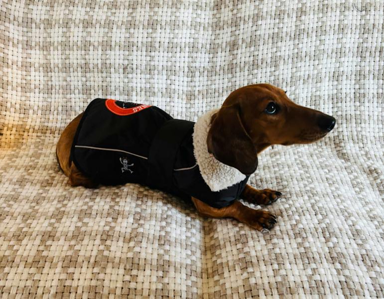 DRYBONES Waterproof Dog Coat