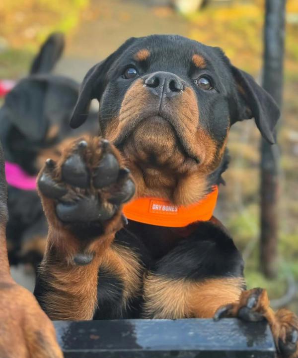 DRYBONES Dog Collar