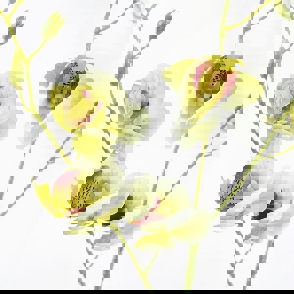 Leaf Pack of 6 x 80cm Cream Artificial Mini Orchid Stem