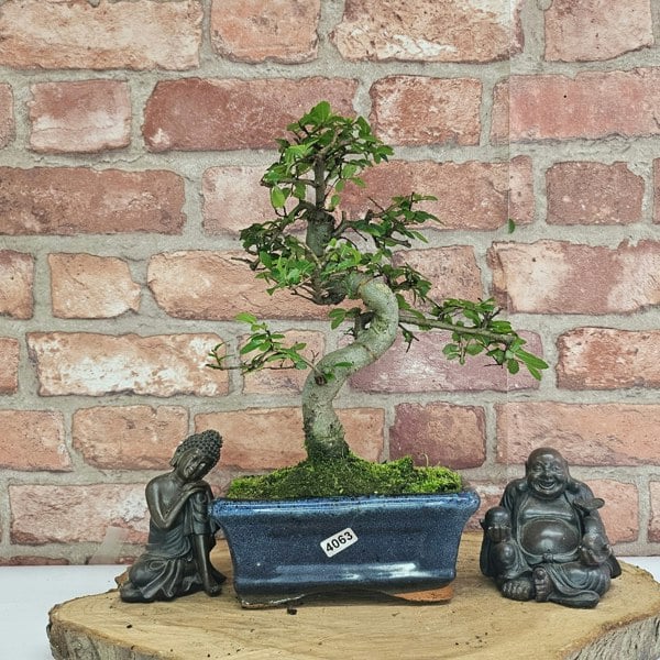 Yorkshire Bonsai Chinese Elm (Ulmus Parvifolia) Bonsai Tree | Shaped | In 15cm Pot