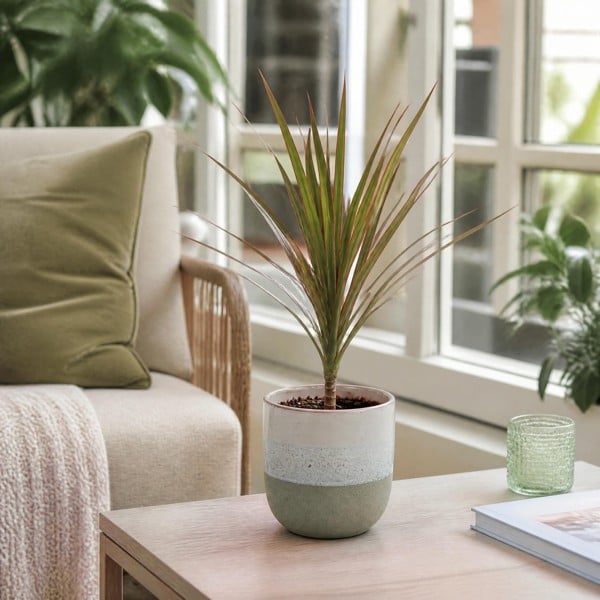 Dracaena Marginata Dragon Tree - 12cm Tropical Houseplant - Grey Stoneware Pot - 1