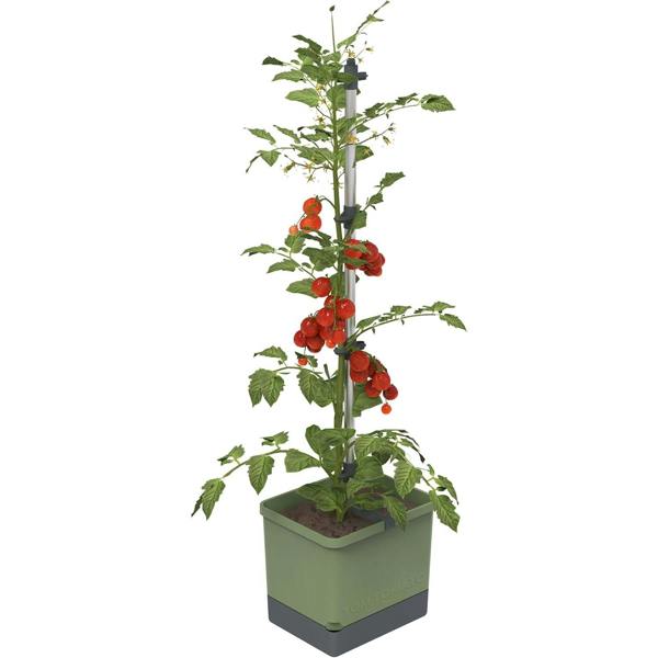 TOM TOMATO Tomato pot with water tank - Dark Green