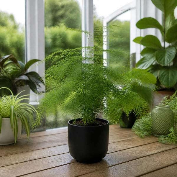 Asparagus Setaceus Lace Fern 12cm Pot Plants By Post