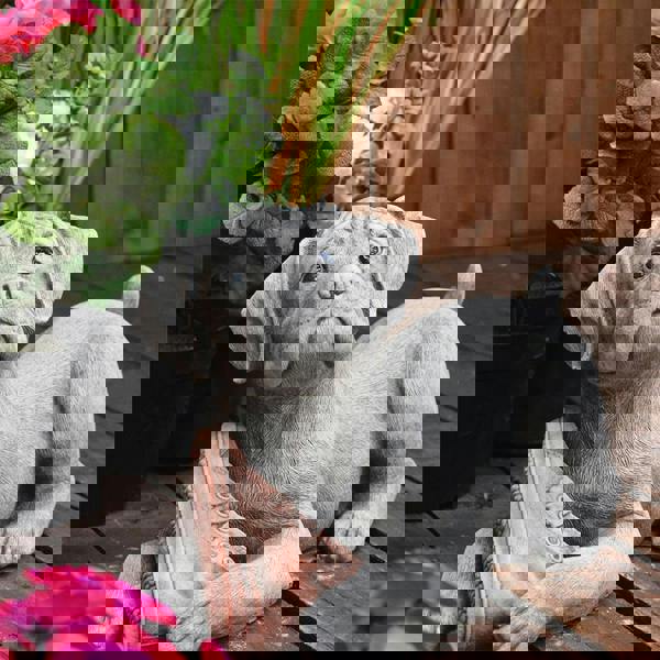 Dog and Shoe Stone Garden Ornament