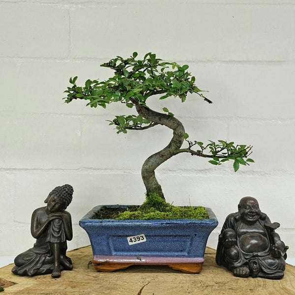 Yorkshire Bonsai Chinese Elm (Ulmus Parvifolia) Bonsai Tree | Shaped | In 15cm Pot