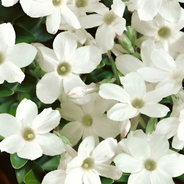 Clematis Piilu – 3 L Pot – Early Flowering Pink Climbing Clematis (Copy) plants by post