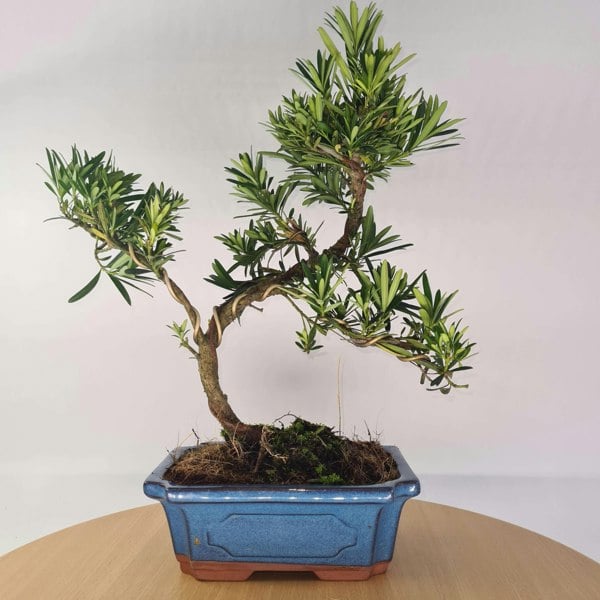 Buddhist Pine (Podocarpus Micro) Bonsai Tree | Shaped Style | Height 35-45cm | In 20cm Pot