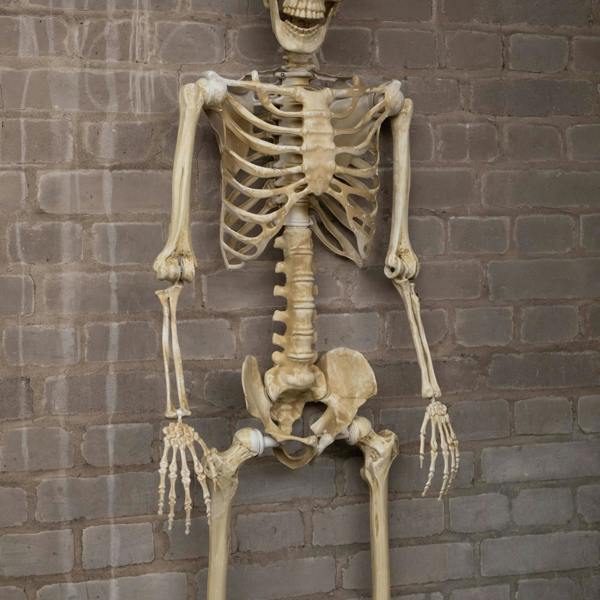 Samuel Alexander 5ft (1.52m) Posable Full Body Halloween Skeleton Decoration with Movable Joints
