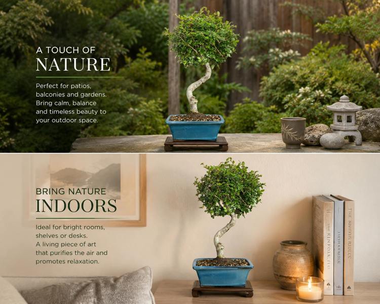 Yorkshire Bonsai Chinese Elm (Ulmus Parvifolia) Bonsai Tree | Semi-Shaped | In 22cm Pot