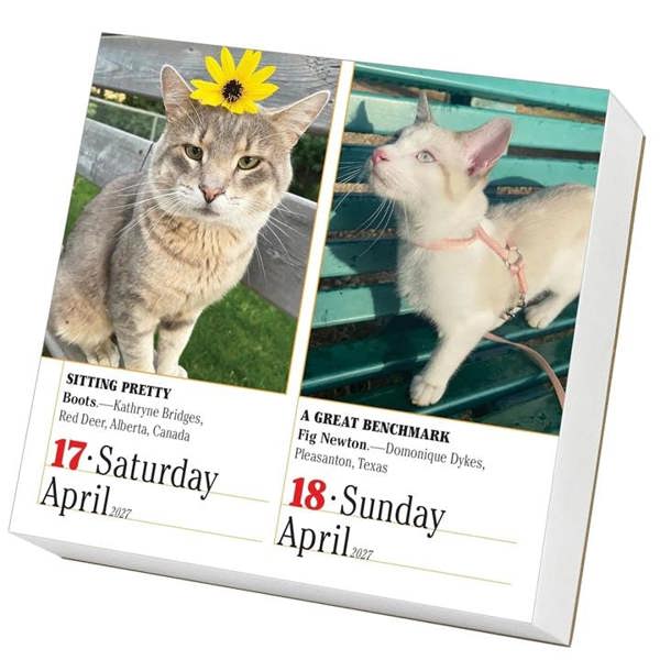 365 Days Of Cats Desk Calendar 2027, Desk Calendars, Day To View, Cats, Gift