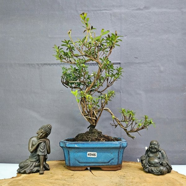 Yorkshire Bonsai Azalea (Rhododendron) Bonsai Tree | Shaped | In 15cm Pot