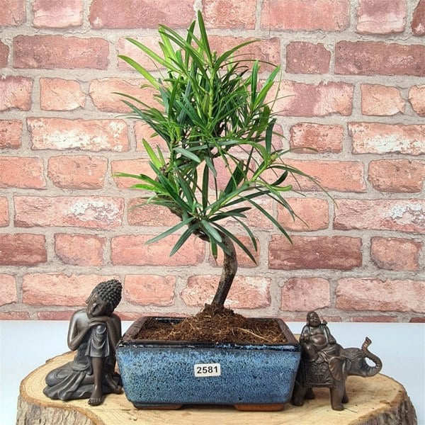 Buddhist Pine (Podocarpus Micro) Bonsai Tree | Shaped | In 15cm Pot - Yorkshire Bonsai