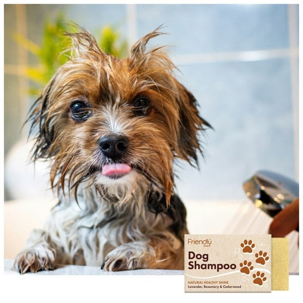 Yorkshire terrier looking out from a bath