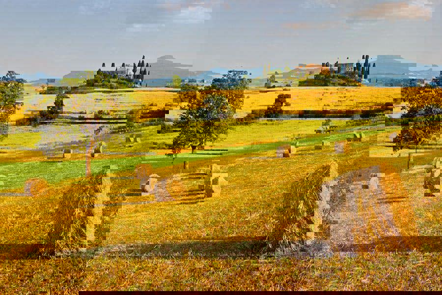 Fernlight Gallery Cedar View