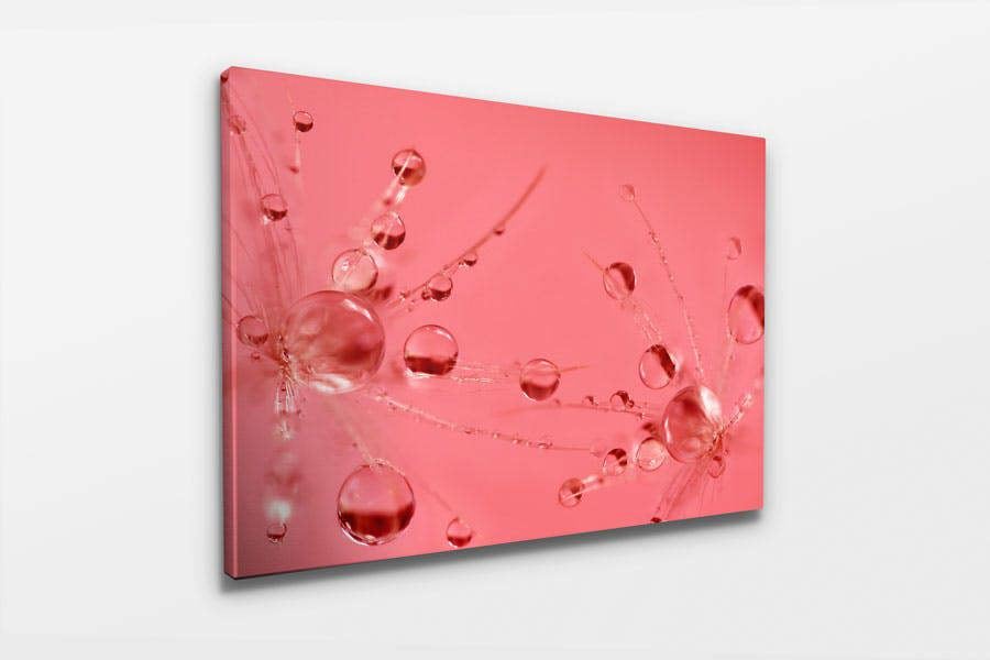 pink macro artwork photography print