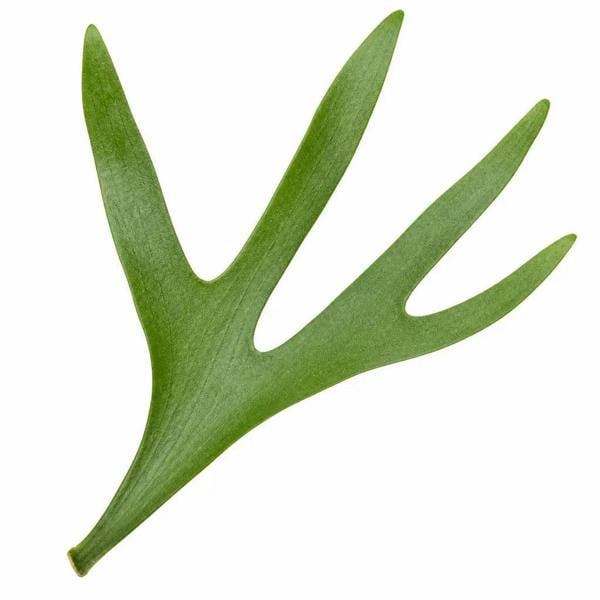Platycerium Bifurcatum Staghorn Fern 17cm Pot – Pet Friendly Indoor Houseplant