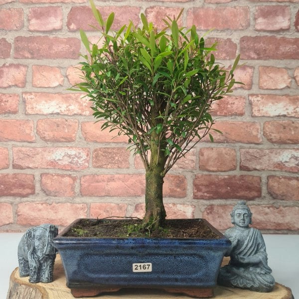 Yorkshire Bonsai Brush Cherry (Syzygium) Bonsai Tree | Broom | In 20cm Pot