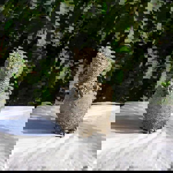 Small Stone Cast Baby Pachyceph Dinosaur Garden Sculpture