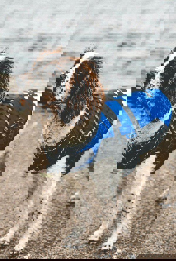 Aquaplanet PUP SUP Pet Buoyancy Aid