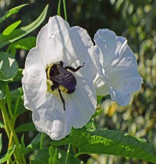 Morning glory flowers blooming in a garden