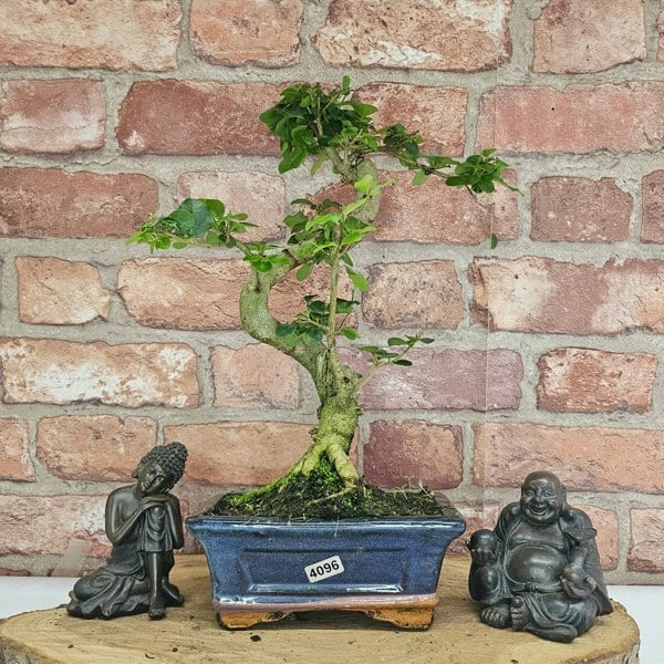 Yorkshire Bonsai Chinese Privet (Ligustrum Sinense) Bonsai Tree | Shaped | In 15cm Pot