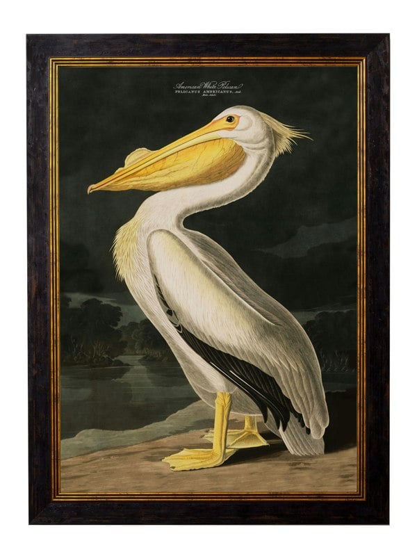Exceptional Art c.1838 Audubon's Birds of America