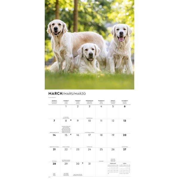 Golden Retrievers Calendar 2027, Wall Calendars, Month To View, Dogs, Gift