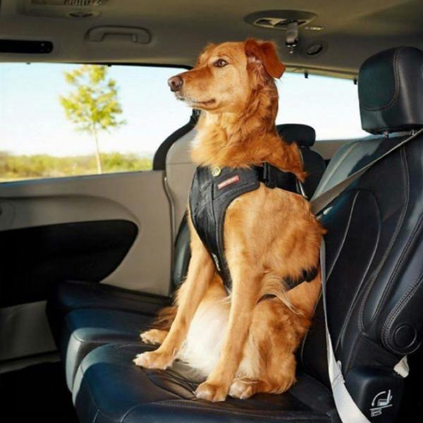 EzyDog Drive Car Harness