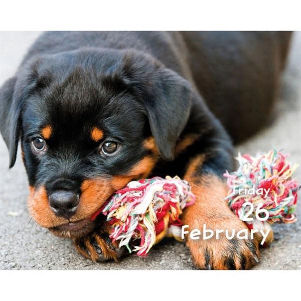 Puppies Mini Desk Calendar 2027, Desk Calendars, Day To View, Dogs, Gift