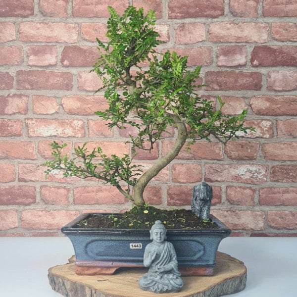 Chinese Pepper (Zanthoxylum Pipertum) Bonsai Tree | Shaped | In 30cm Pot - Yorkshire Bonsai