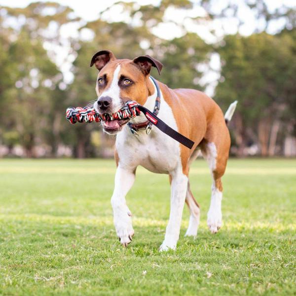 EzyDog Beaver Tail Floating Dog Toy