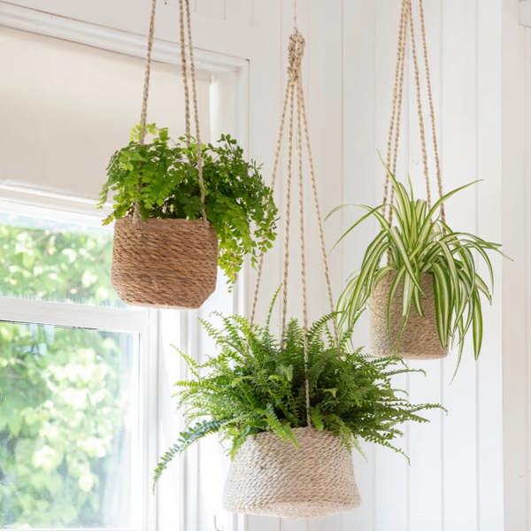 A charming cluster of three hand-woven seagrass hanging plant pots of different shapes—short, tall, and tapered—suspended from natural jute ropes. The pots contain a variety of lush green plants, including a delicate maidenhair fern and a spider plant, hanging in front of a white wood-paneled wall next to a bright window, creating a natural and botanical indoor space.