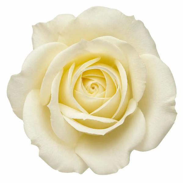 3L Silver Anniversary Cream Rose Bush - Beautiful Flowering Plant Gift