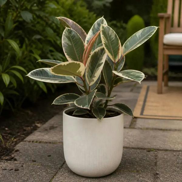Ficus Tineke Rubber Plant 17cm Pot – Easy Care Indoor Houseplant