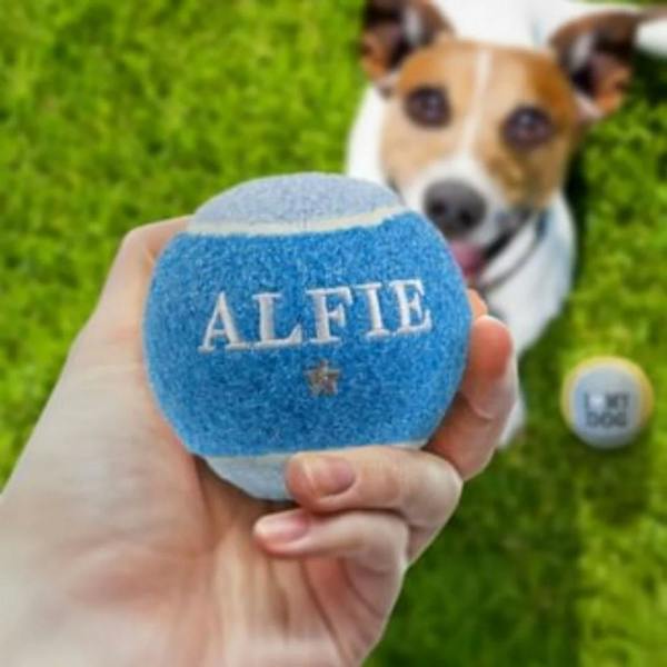 A hand holding an embroidered blue dog tennis ball reading 'ALFIE' with a star motif, with a jack russell terrier waiting in the grassy background.