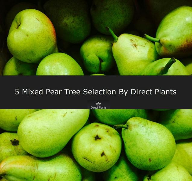 Direct Plants 5 Mixed Pear Fruit Trees 100-125cm Tall By Direct Plants